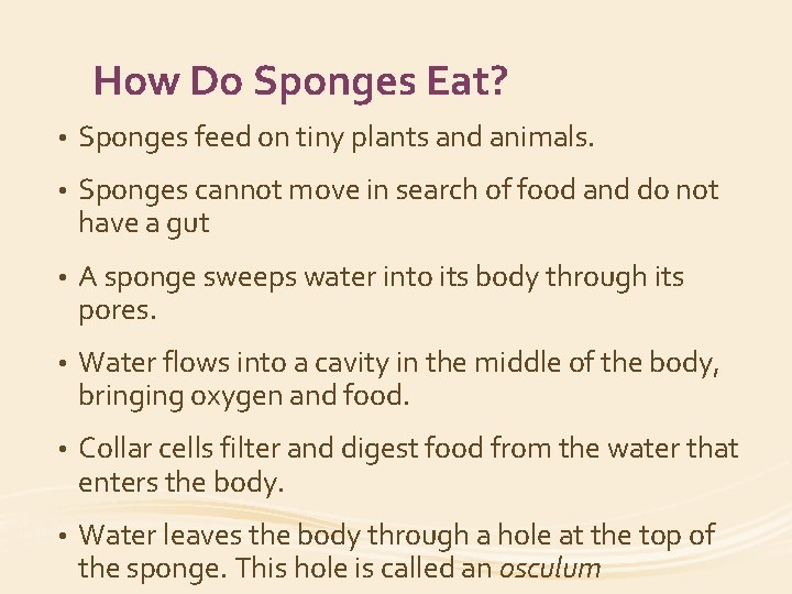 How Do Sponges Eat? • Sponges feed on tiny plants and animals. • Sponges