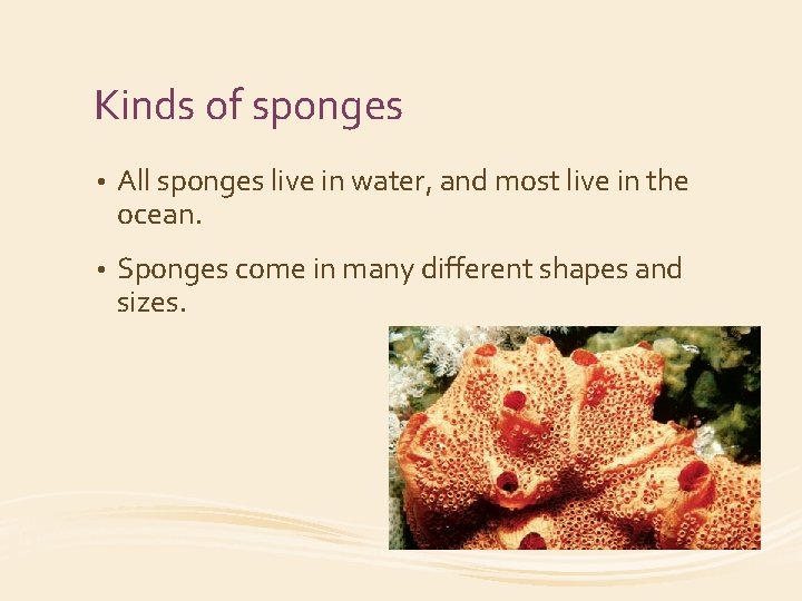 Kinds of sponges • All sponges live in water, and most live in the