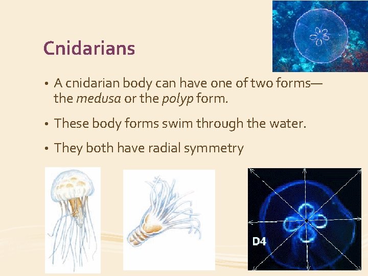 Cnidarians • A cnidarian body can have one of two forms— the medusa or
