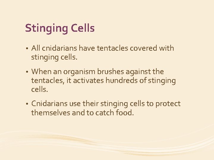 Stinging Cells • All cnidarians have tentacles covered with stinging cells. • When an