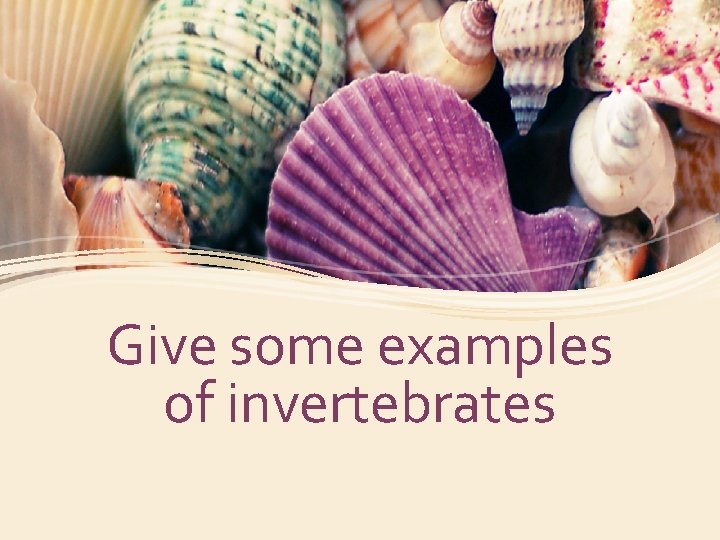 Give some examples of invertebrates 
