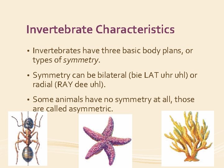 Invertebrate Characteristics • Invertebrates have three basic body plans, or types of symmetry. •