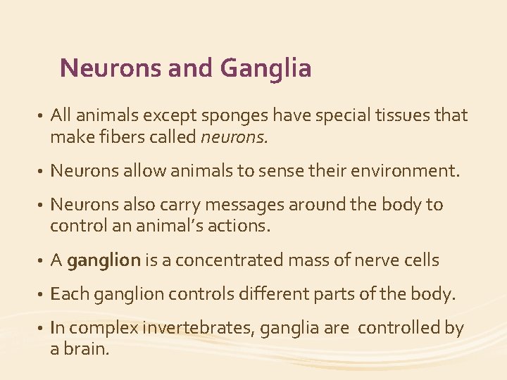 Neurons and Ganglia • All animals except sponges have special tissues that make fibers