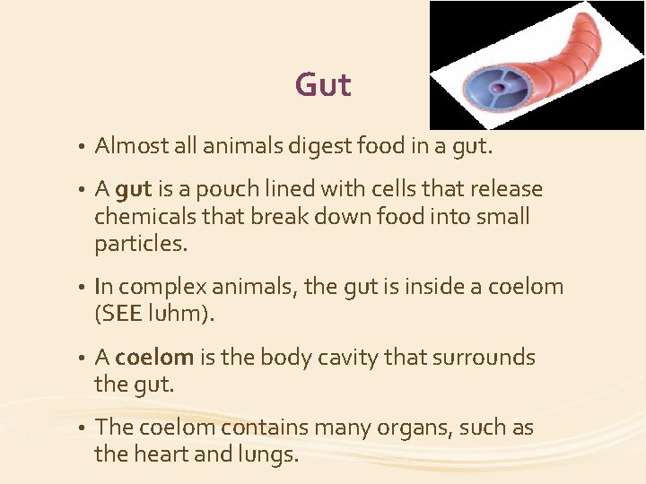 Gut • Almost all animals digest food in a gut. • A gut is