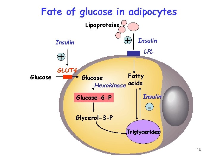 Fate of glucose in adipocytes Lipoproteins + Insulin + Glucose GLUT 4 Insulin LPL