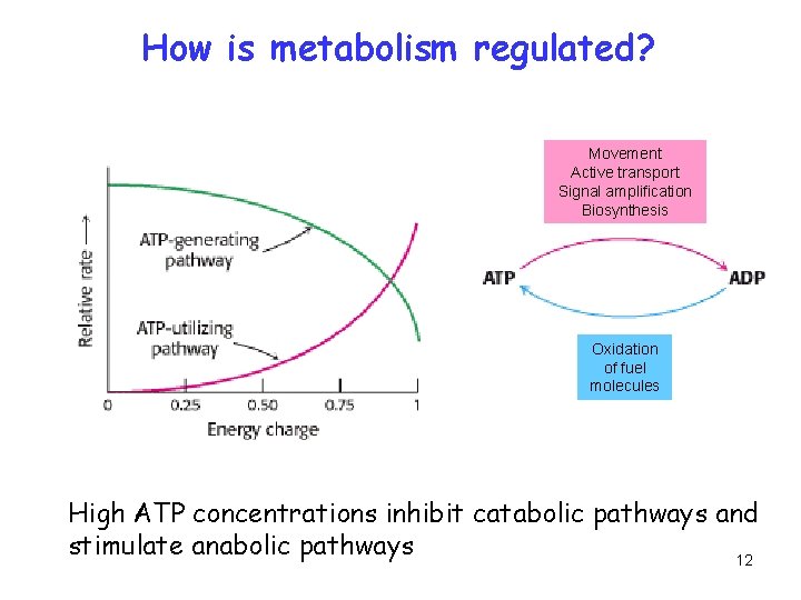 How is metabolism regulated? Movement Active transport Signal amplification Biosynthesis Oxidation of fuel molecules