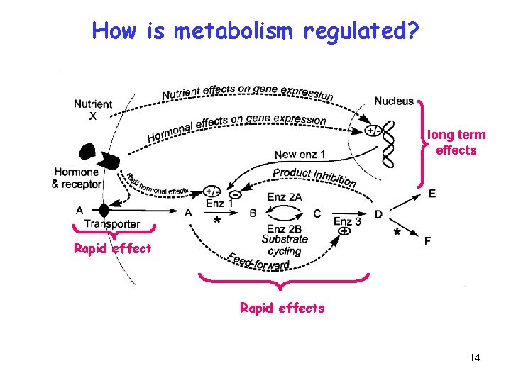 How is metabolism regulated? long term effects Rapid effects 14 