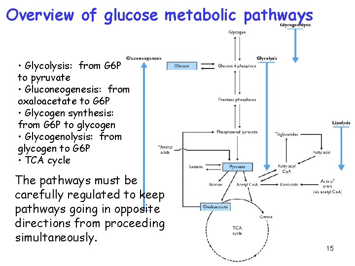 Overview of glucose metabolic pathways • Glycolysis: from G 6 P to pyruvate •