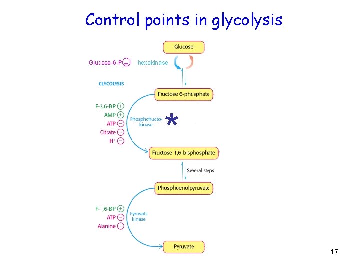 Control points in glycolysis Glucose-6 -P - hexokinase * 17 