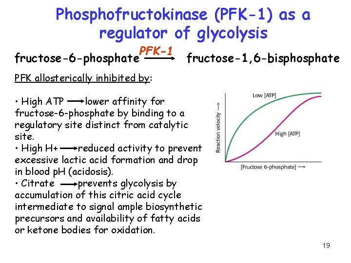 Phosphofructokinase (PFK-1) as a regulator of glycolysis PFK-1 fructose-6 -phosphate fructose-1, 6 -bisphosphate PFK