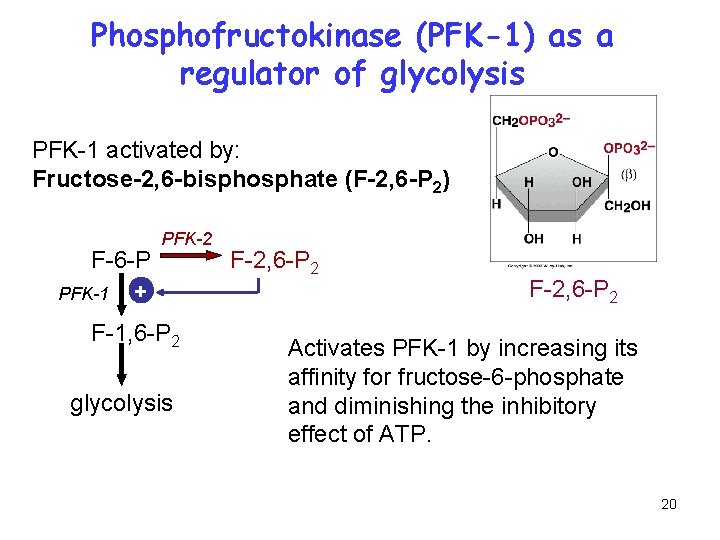 Phosphofructokinase (PFK-1) as a regulator of glycolysis PFK-1 activated by: Fructose-2, 6 -bisphosphate (F-2,