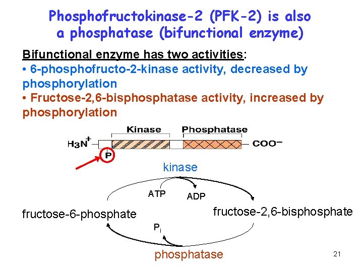 Phosphofructokinase-2 (PFK-2) is also a phosphatase (bifunctional enzyme) Bifunctional enzyme has two activities: •