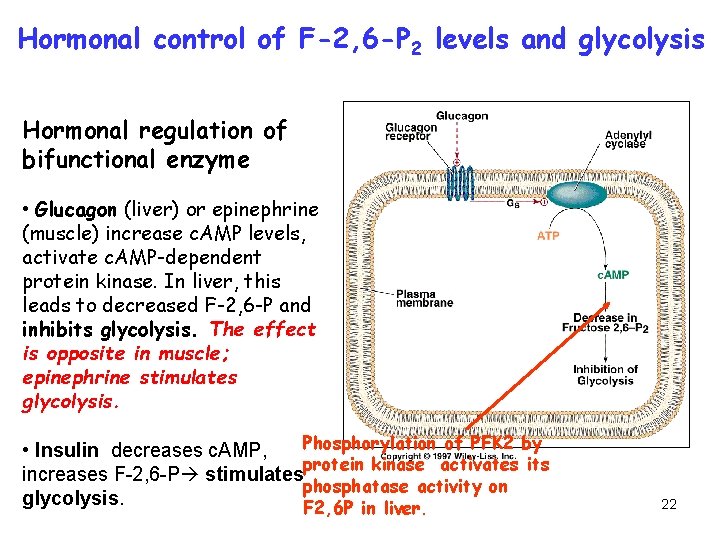 Hormonal control of F-2, 6 -P 2 levels and glycolysis Hormonal regulation of bifunctional
