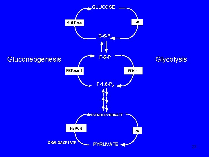 GLUCOSE GK G-6 -Pase G-6 -P F-6 -P Gluconeogenesis FBPase 1 Glycolysis PFK 1