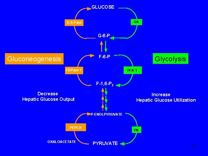 GLUCOSE GK G-6 -Pase G-6 -P F-6 -P Gluconeogenesis FBPase 1 Glycolysis PFK 1