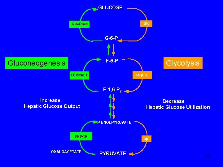 GLUCOSE GK G-6 -Pase G-6 -P F-6 -P Gluconeogenesis FBPase 1 Glycolysis PFK 1