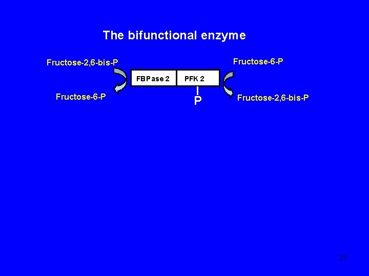 The bifunctional enzyme Fructose-6 -P Fructose-2, 6 -bis-P FBP ase 2 Fructose-6 -P PFK