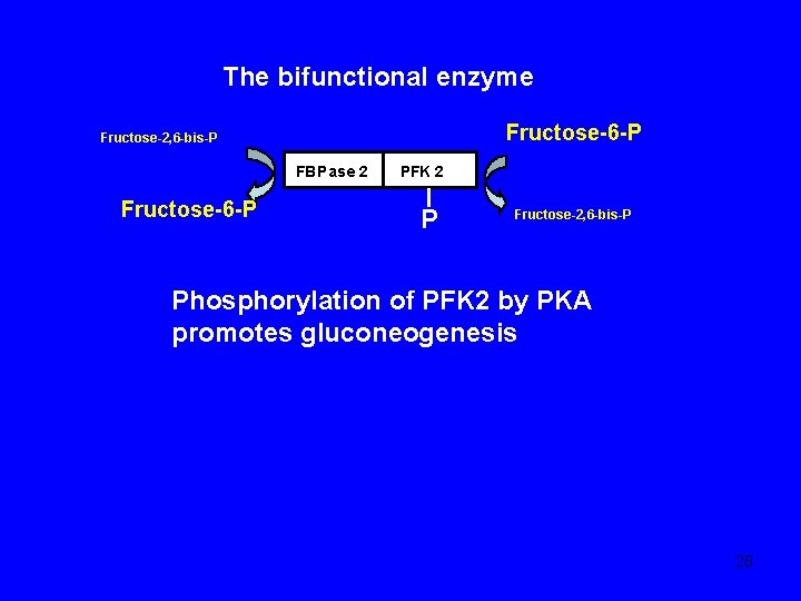The bifunctional enzyme Fructose-6 -P Fructose-2, 6 -bis-P FBP ase 2 Fructose-6 -P PFK