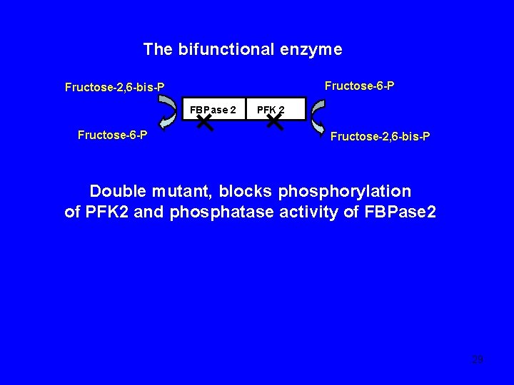 The bifunctional enzyme Fructose-6 -P Fructose-2, 6 -bis-P FBP ase 2 Fructose-6 -P PFK