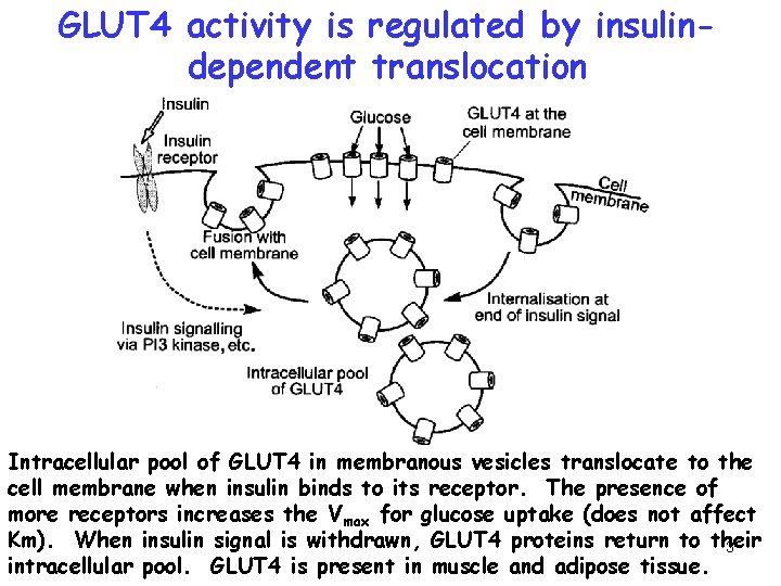 GLUT 4 activity is regulated by insulindependent translocation Intracellular pool of GLUT 4 in