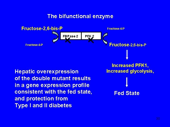 The bifunctional enzyme Fructose-2, 6 -bis-P Fructose-6 -P FBP ase 2 PFK 2 Fructose-6