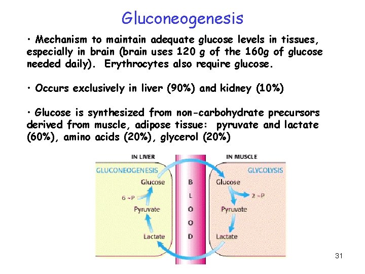 Gluconeogenesis • Mechanism to maintain adequate glucose levels in tissues, especially in brain (brain