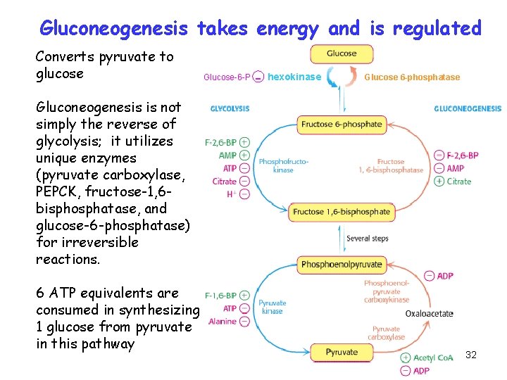 Gluconeogenesis takes energy and is regulated Converts pyruvate to glucose Glucose-6 -P - hexokinase