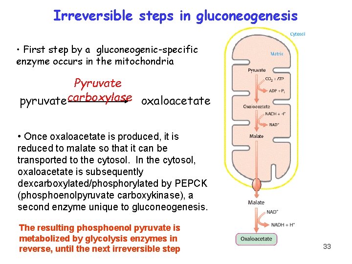 Irreversible steps in gluconeogenesis • First step by a gluconeogenic-specific enzyme occurs in the