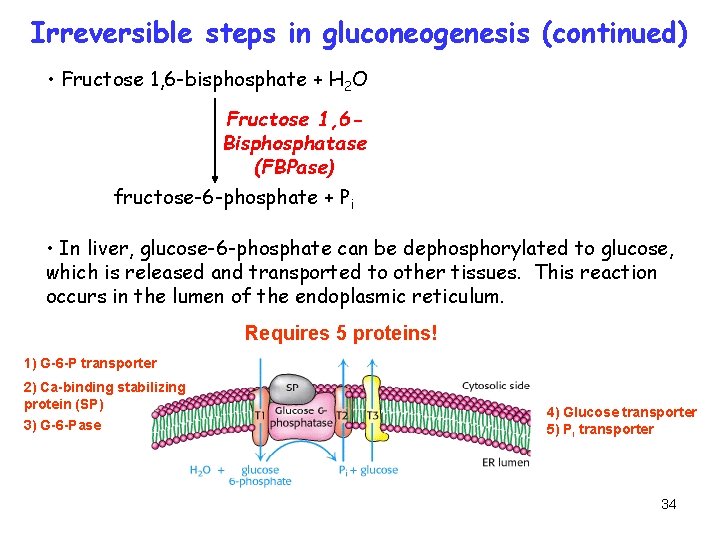 Irreversible steps in gluconeogenesis (continued) • Fructose 1, 6 -bisphosphate + H 2 O