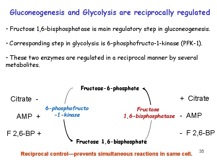 Gluconeogenesis and Glycolysis are reciprocally regulated • Fructose 1, 6 -bisphosphatase is main regulatory