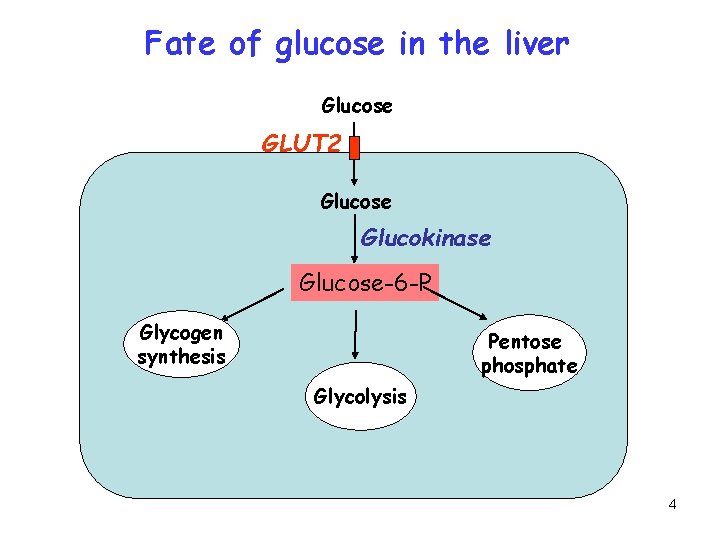 Fate of glucose in the liver Glucose GLUT 2 Glucose Glucokinase Glucose-6 -P Glycogen