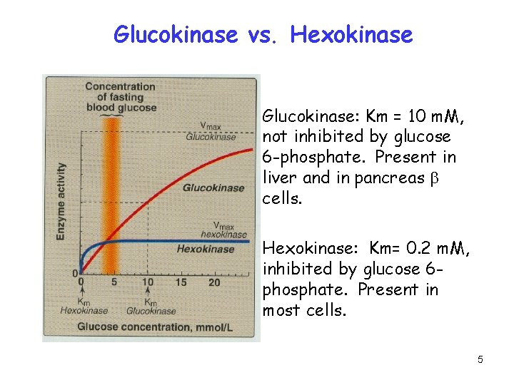 Glucokinase vs. Hexokinase Glucokinase: Km = 10 m. M, not inhibited by glucose 6