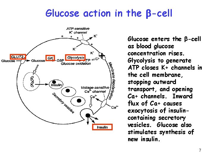 Glucose action in the b-cell Glucose enters the b-cell as blood glucose concentration rises.