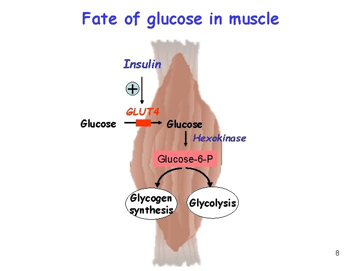 Fate of glucose in muscle Insulin + Glucose GLUT 4 Glucose Hexokinase Glucose-6 -P