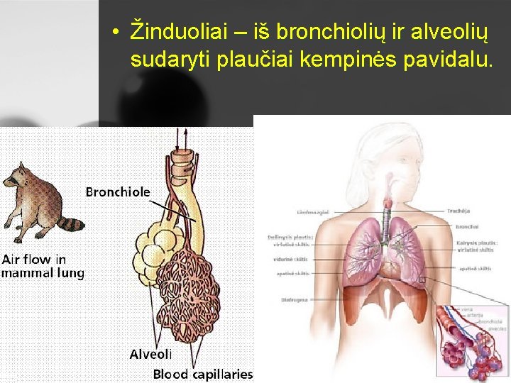  • Žinduoliai – iš bronchiolių ir alveolių sudaryti plaučiai kempinės pavidalu. 