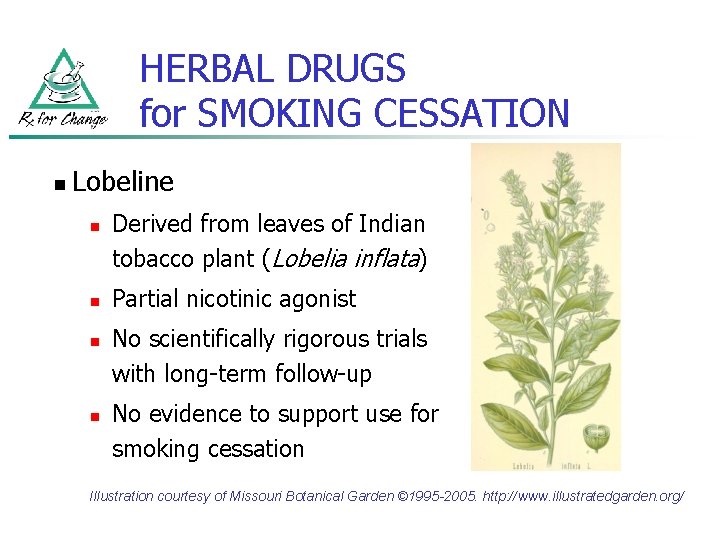 HERBAL DRUGS for SMOKING CESSATION n Lobeline n n Derived from leaves of Indian