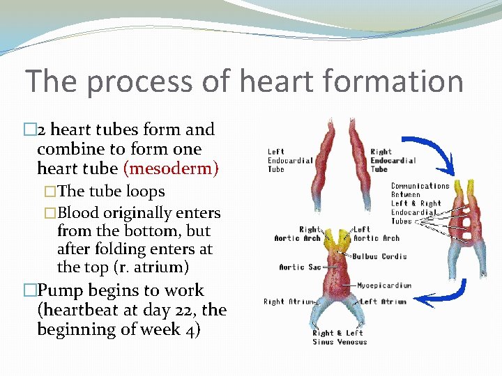 The process of heart formation � 2 heart tubes form and combine to form