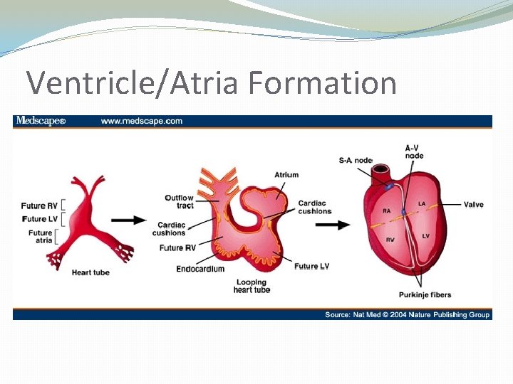 Ventricle/Atria Formation 