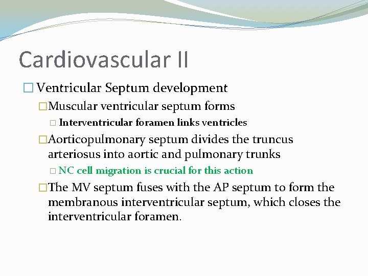 Cardiovascular II � Ventricular Septum development �Muscular ventricular septum forms � Interventricular foramen links