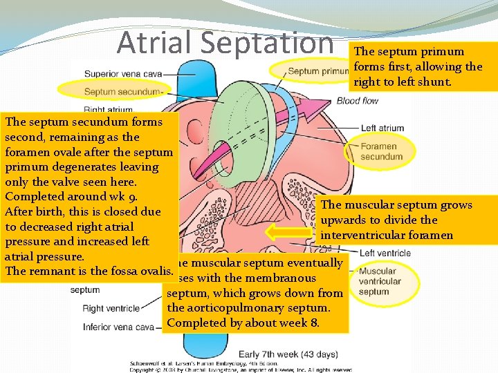 Atrial Septation The septum primum forms first, allowing the right to left shunt. The