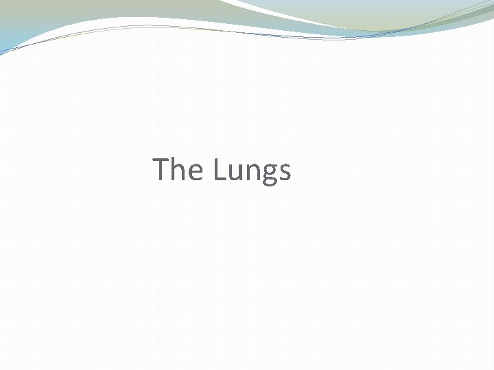 The Lungs 