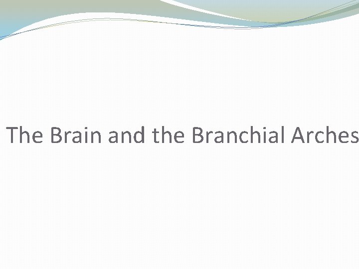 The Brain and the Branchial Arches 