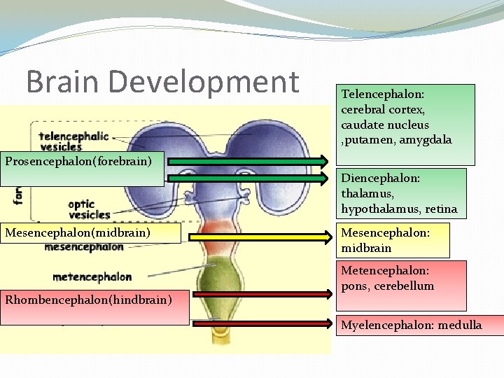 Brain Development Telencephalon: cerebral cortex, caudate nucleus , putamen, amygdala Prosencephalon(forebrain) Diencephalon: thalamus, hypothalamus,