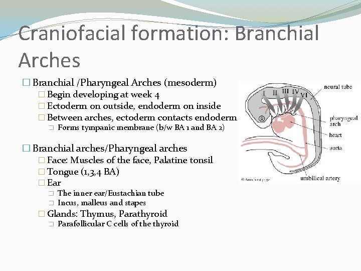 Craniofacial formation: Branchial Arches � Branchial /Pharyngeal Arches (mesoderm) � Begin developing at week