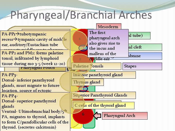 Pharyngeal/Branchial Arches Endoderm PA-PP 1 tubotympanic (insidecavity the future recess tympanic of middle throat