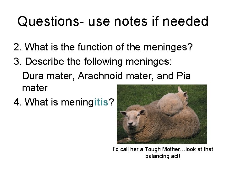 Questions- use notes if needed 2. What is the function of the meninges? 3.