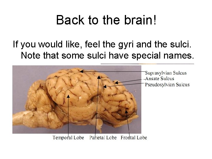 Back to the brain! If you would like, feel the gyri and the sulci.