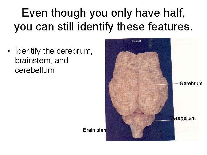 Even though you only have half, you can still identify these features. • Identify Even though you only have half, you can still identify these features. • Identify