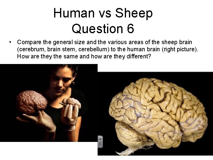 Human vs Sheep Question 6 • Compare the general size and the various areas