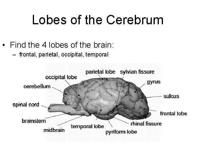 Lobes of the Cerebrum • Find the 4 lobes of the brain: – frontal,